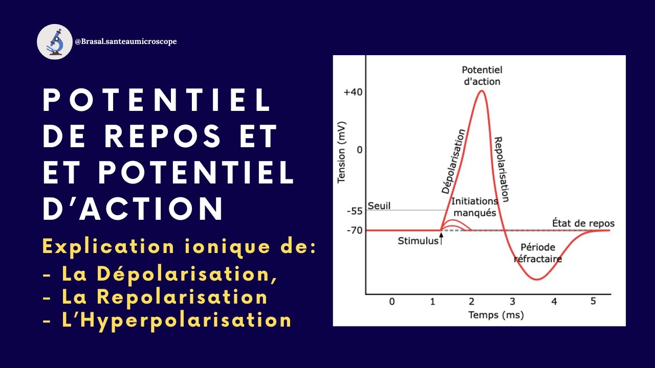 Potentiel De Repos Et Potentiel d'Action - YouTube