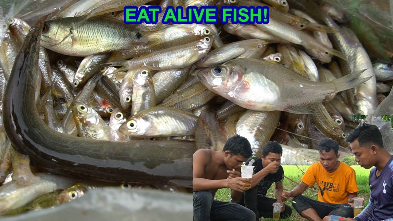 EAT ALIVE FISH! these men eat alive fish just catch from water YouTube