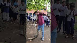 Celebrity Indian Python Snake Rescue #shortsvideo #youtubeshorts #trending Net Worth