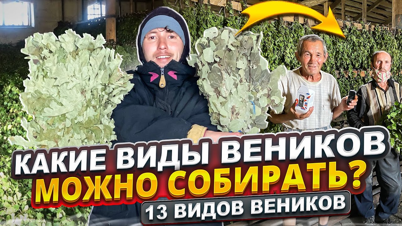 Какие виды веников можно заготавливать для бани. 15 видов веников для бани. Бизнес  в деревне