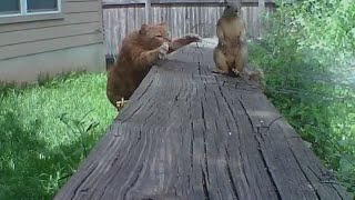 Ferrel Cat hunting Squirrel Fail