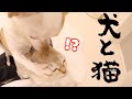 犬と一緒に子猫を育ててしまった結果w