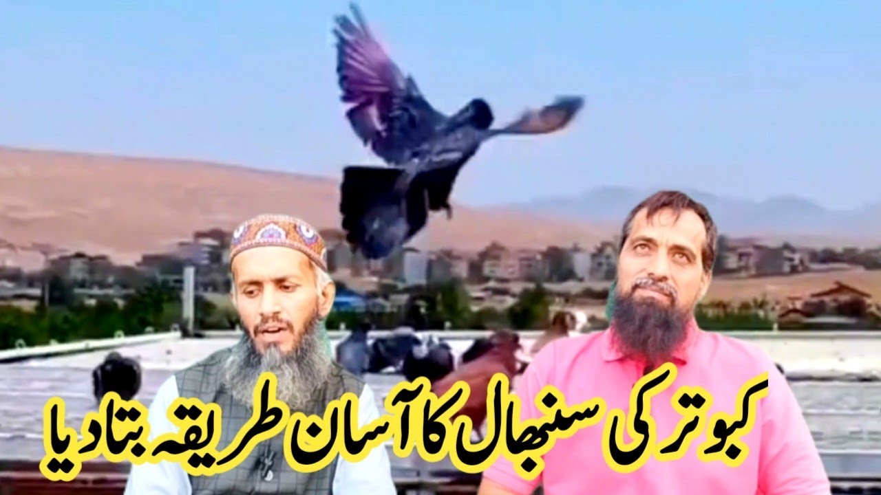 Kabootar ki sambhal ka tarika || kabootar ki sambhal || kabootar ki sambhal ka pani