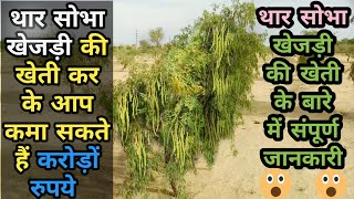 खेजड़ी के पौधे लगाने का वैज्ञानिक तरीका | Khejri ki kheti | khejri tree | khejri