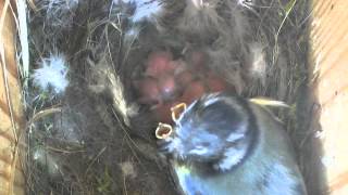 Bluetits 2012 - First view of chicks