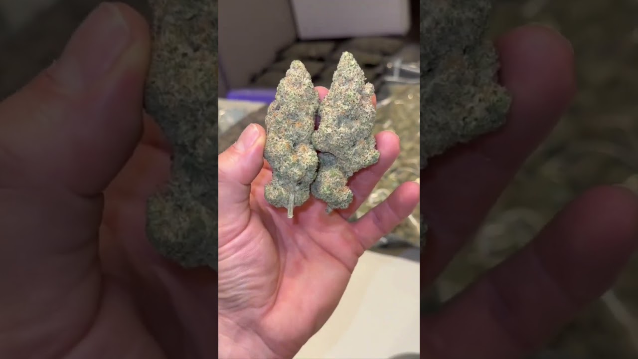 Permanent Gas ⛽️650/LB- Sour Diesel x Permanent Marker- Frosty Sticky Nugs- Loud Gas 9/10🔥🔥🔥