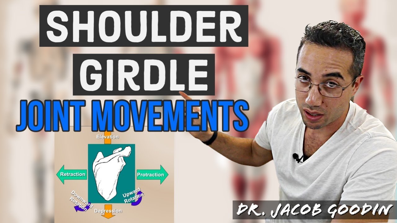 Shoulder Girdle Anatomy Joint Movements YouTube
