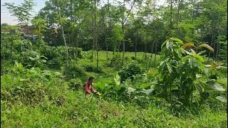 Daily Vlog Pemandangan Depan Rumah Part 1