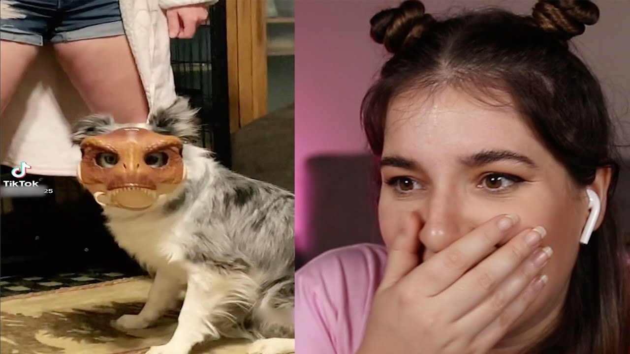 OS ANIMAIS MAIS FOFOS & ENGRAÇADOS DO TIKTOK! TIKTOK ANIMAL 