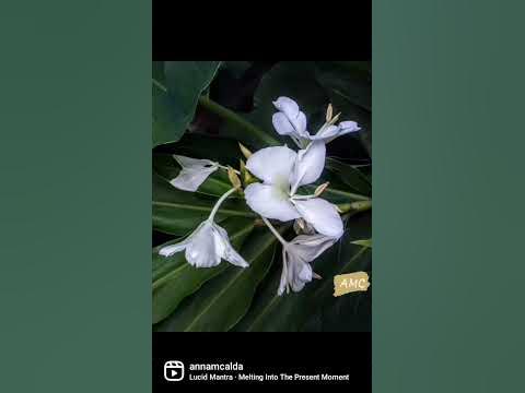 White Ginger Lily (Hedychium coronarium) l Lírio do Brejo # ...
