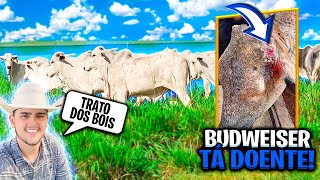 VEJA COMO ENCOTRAMOS O BOI DE RODEIO BUDWEISER