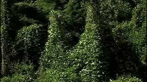 Kudzu