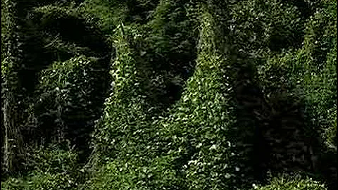 Kudzu