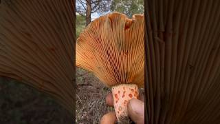 Çıntarın Güzelliğine Bak