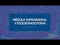 Médula Suprarrenal y Feocromocitoma