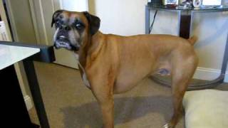 BOXER DOG......I want to go on a walk NOW!!!!