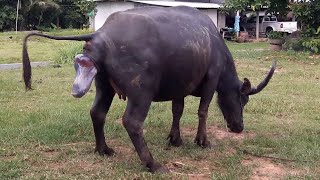 มาลุ้นกันกับควายคลอดลูก|ควายพันธุ์ไทยใหญ่ท้องแก่จะเบ่งแร่ะขยายสายพันธุ์ควายไทยใหญ่ baby buffalo thai