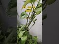 मनी प्लांट के फायदे। benifits of money plant||#moneyplant #astrology #gardening#trending #diy#diwali