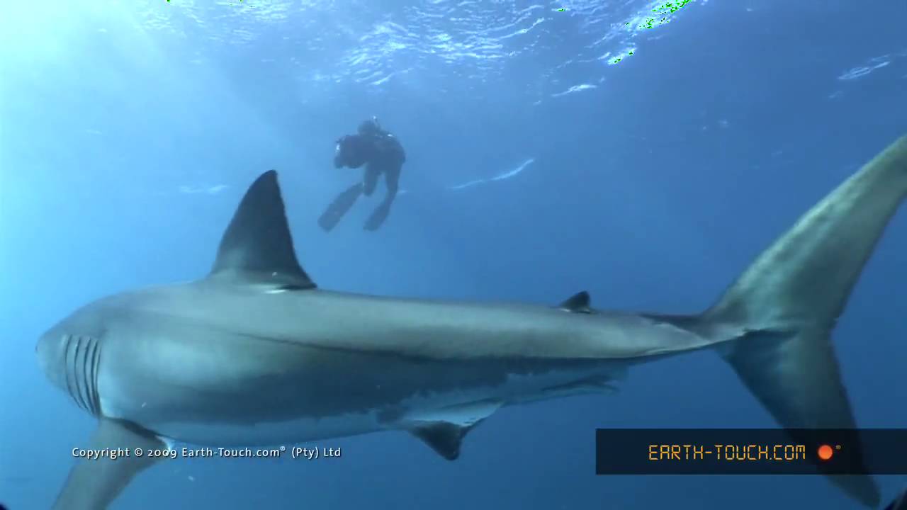swimming with sharks hd youtube