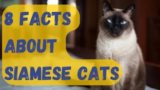 Cute Siamese Cats