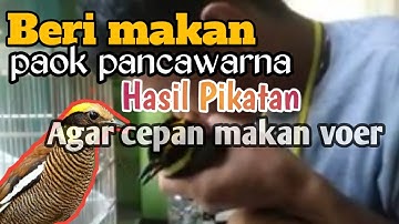 BEGINILAH cara nya merawat burung paok pancawarna HASIL PIKAT || Paok pancawarna gacor