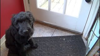 How to Potty Train your Puppy with a Doggy Door Bell