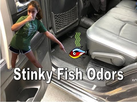 How To Eliminate Fish Odor In Car