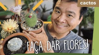 Como fazer seu CACTO DAR FLOR? - thptnganamst.edu.vn