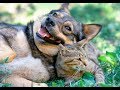 「絶対に笑う」あり得ないことをする犬★おもしろい犬のハプニング, 失敗画像集 #25