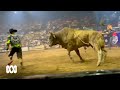 What makes a bucking bull buck  abc australia