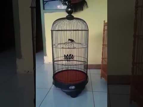 Burung Murah Tpi Suara Mewah Youtube