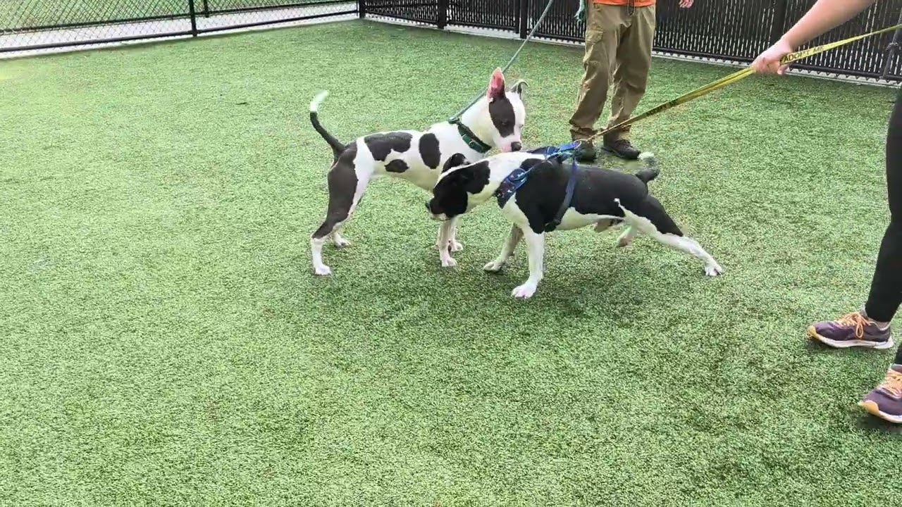 Bo (black/white) and Smidge (gray/white) - GCAS September '25