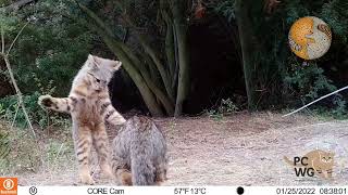 Cría de gato colocolo (Leopardus colocola) jugando con su madre.