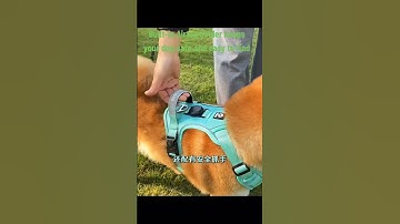 🐶✨ Keep your pup safe, stylish, and always traceable with our PetNova Smart Harness — Link in bio