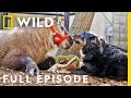 Baby Mamas: Unlikely Animal Friends (Full Episode) | Nat Geo Wild