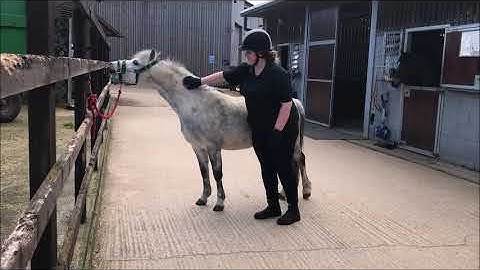 Behaviour Modification Training Programme - After Video