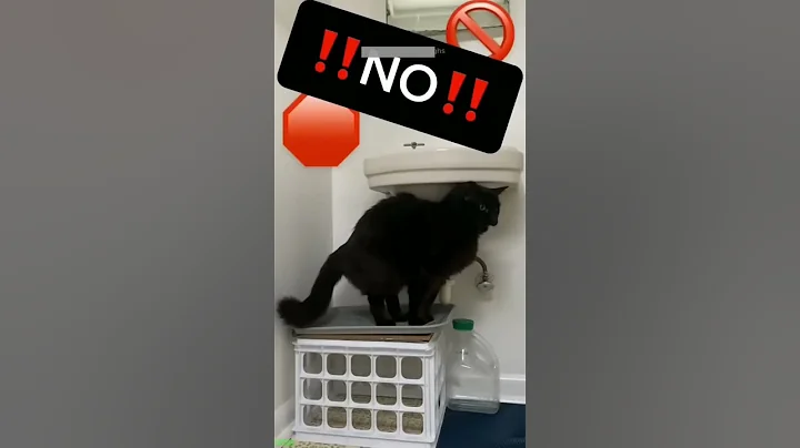 Watch the video about Funny Cat 😼 funny cats compilation 🙀 # Ep 6492