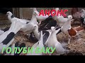 Бакинские голуби Гюльмурада Абасова (Сабунчи) в Баку!