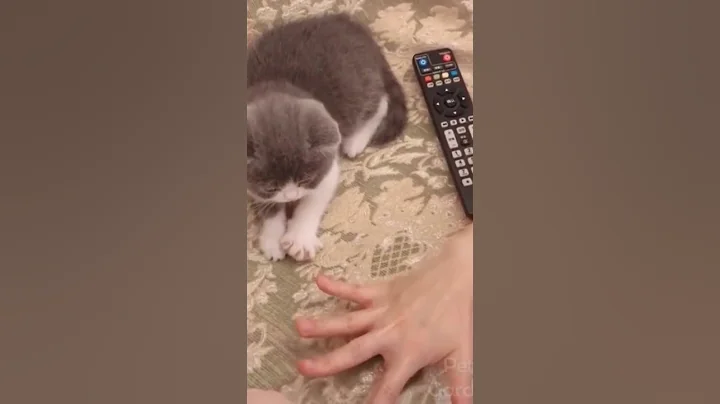 Video 4903341: cat compilation funny kitty, compilation cute kitty, funny love kitten