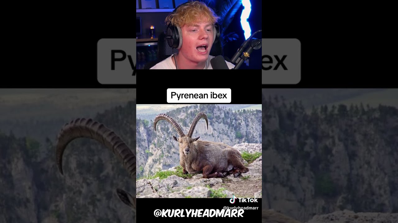 How Animals Became Extinct 