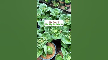 Hướng dẫn bón phân đúng cách cho cây bắp cải ! #vuonsanthuong #trongrausachtainha  #sfarm