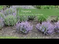 Nepeta Variety Comparison | Walters Gardens