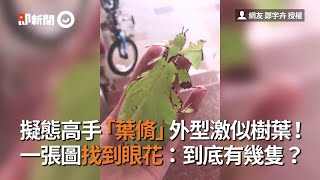 擬態高手「葉脩」外型激似樹葉！　一張圖找到眼花：到底有幾隻？