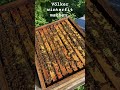 #imkerei #bee #beekeeper #workerbee #beekeeping