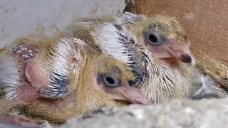 Pigeons first week of life by WildEdibles 265 views 2 months ago 3 minutes, 10 seconds