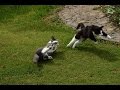 Cute kittens jumping and playing in the garden