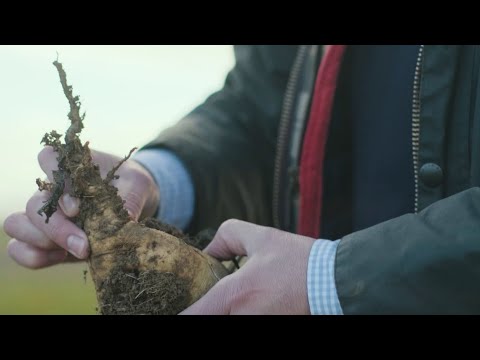 Фитопатология болезней SBR и RTD сахарной свёклы