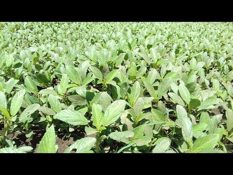 كيفيه زراعه الملوخيه في حاله ارتفاع سعرها في الاسواق وسر نجاحها ج1 رمضان2017 Youtube