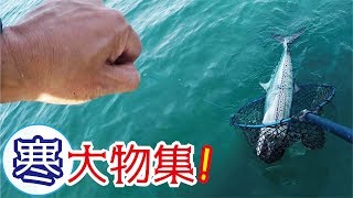 サビキ 飲 ませ 明石海峡のノマセ釣り＆落し込み釣り