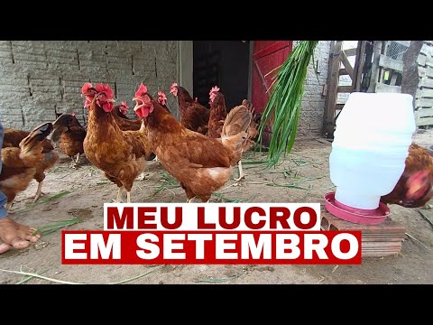 QUANTOS OVOS COLHI COM 20 GALINHAS, QUAL FOI O LUCRO? GALINHAS ...